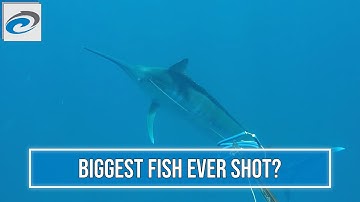 BIGGEST FISH EVER SHOT