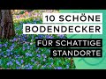 Bodendecker halbschatten die 10 schnsten pflanzen im berblick