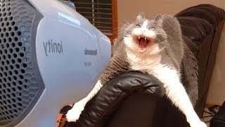 Dogs and cats hate hair dryers  Funny animal compilation