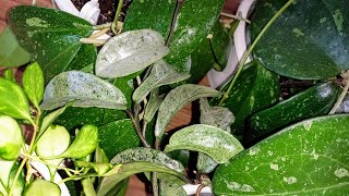 видео: 💙💛 Красивые и простые сорта хой в моей коллекции. Часть 2. картинка: 💙💛 Красивые и простые сорта хой в моей коллекции. Часть 2.