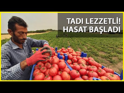 Tüketicilerin İlk Tercihi Oluyor! Çanakkale Domatesi'nde Hasat Başladı