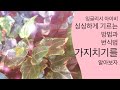 잉글리쉬아이비 싱싱하게 키우는법 | 구독하기