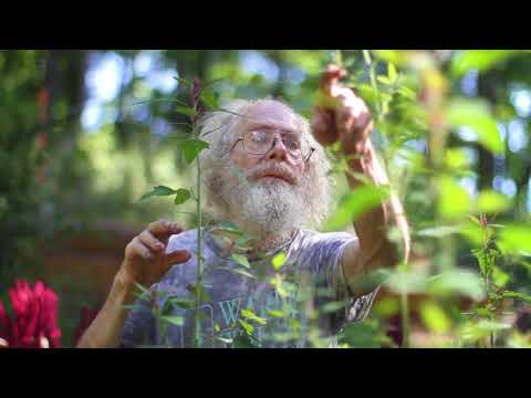 Lamb's Quarters (Chenopodium giganteum)