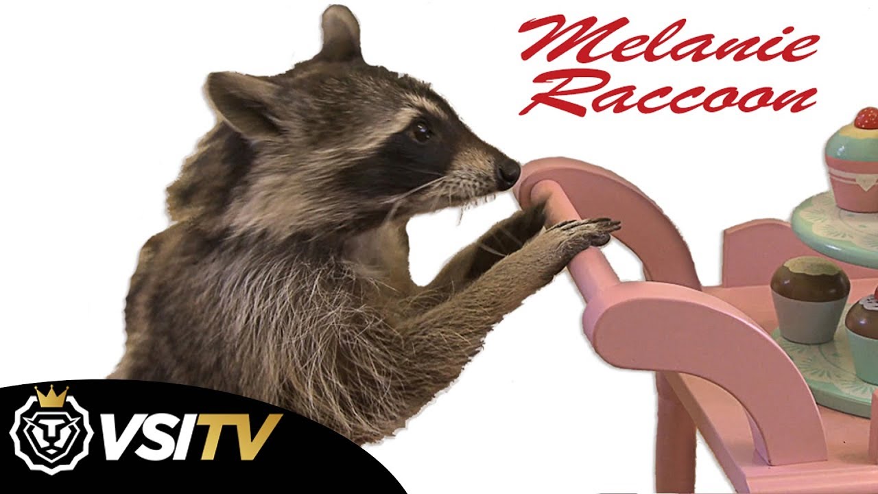 World S Most Talented Raccoon Asks What S For Breakfast Youtube