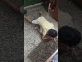 Love + Fight = Brothers ❤️😂 #funny  #youtubeshorts #viralvideo #trending #viralshorts #shortvideo