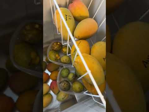 How I freeze my mangos