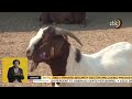 Zbc news clip on the 2022 goat indaba