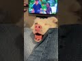 #funny #cat #pets #animals #dog #cute #cats #memes #dogs #funnyanimals