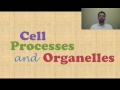 Cell Functions and Organelles in Action