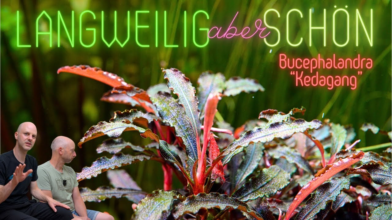 Eine der schönsten Aufsitzerpflanzen überhaupt |Bucephalandras sp. 