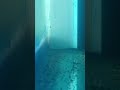 12 день развединия Betta splendens: наблюдаем за мальками #mikmok