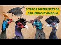 VOCÊ NUNCA VIU ESSAS GALINHAS! CONHEÇA TODAS AS ESPÉCIES DE GALINHAS-D'ANGOLA DO MUNDO! AVES LINDAS!