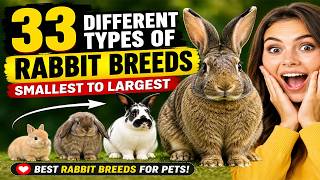 33 different types of rabbit breeds smallest to largest (best rabbit breeds for pets)