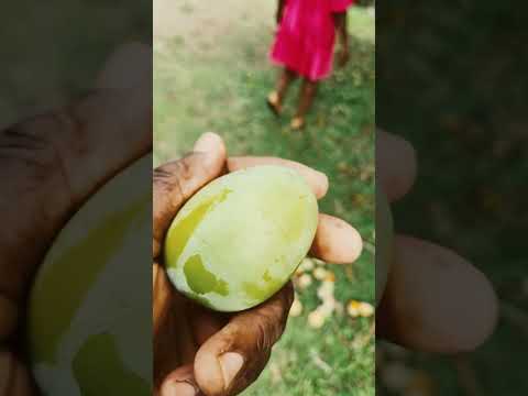 Enjoying the best Mango in Jamaica
