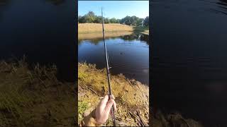 Bass at Redfern Pond