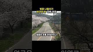 벚꽃 나들이가 비극이 된 진짜 이유 (이슈딸깍)