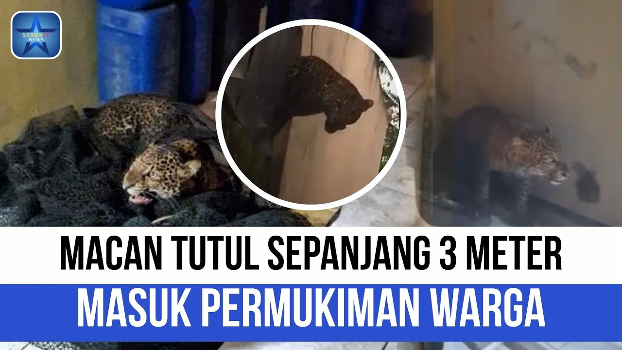 Macan Tutul 3 Meter Masuk Pemukiman Warga di Bandung