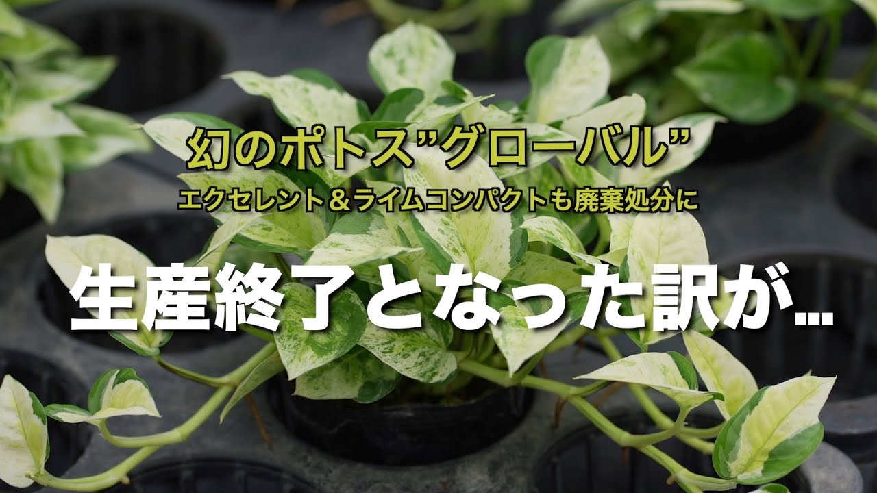 ポトス革命とは⁈】幻のグローバルが生産中止になった訳が ポトス革命とは⁈】幻のグローバルが生産中止になった訳が