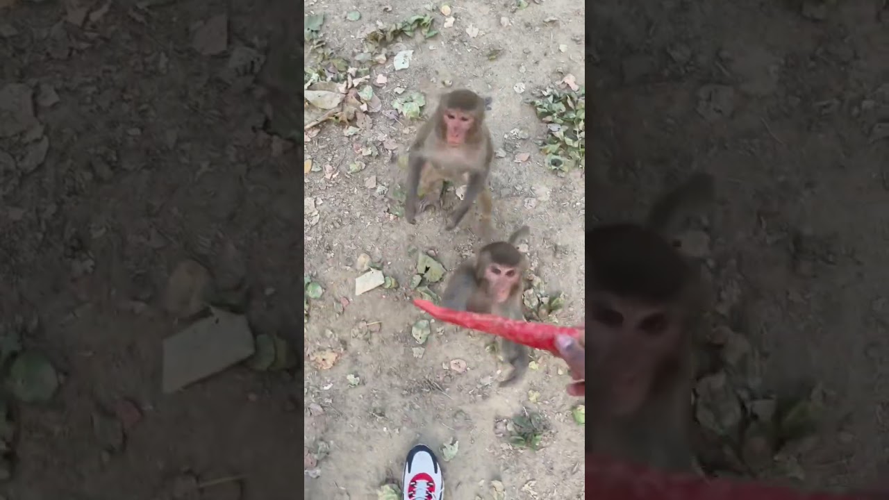 Monkey baby Reaction eating🐒 