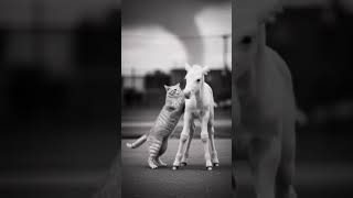 One Cat..one Colt.....one Angry Tornado