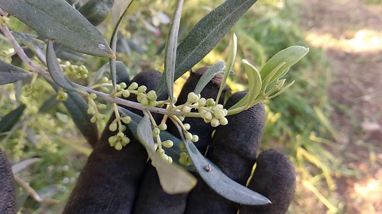 شجرة الزيتون و ظهور البراعم الزهرية