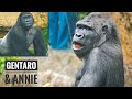 Gorilla ANNIE interacting with keepers in a Private Area | GENTARO & ANNIE