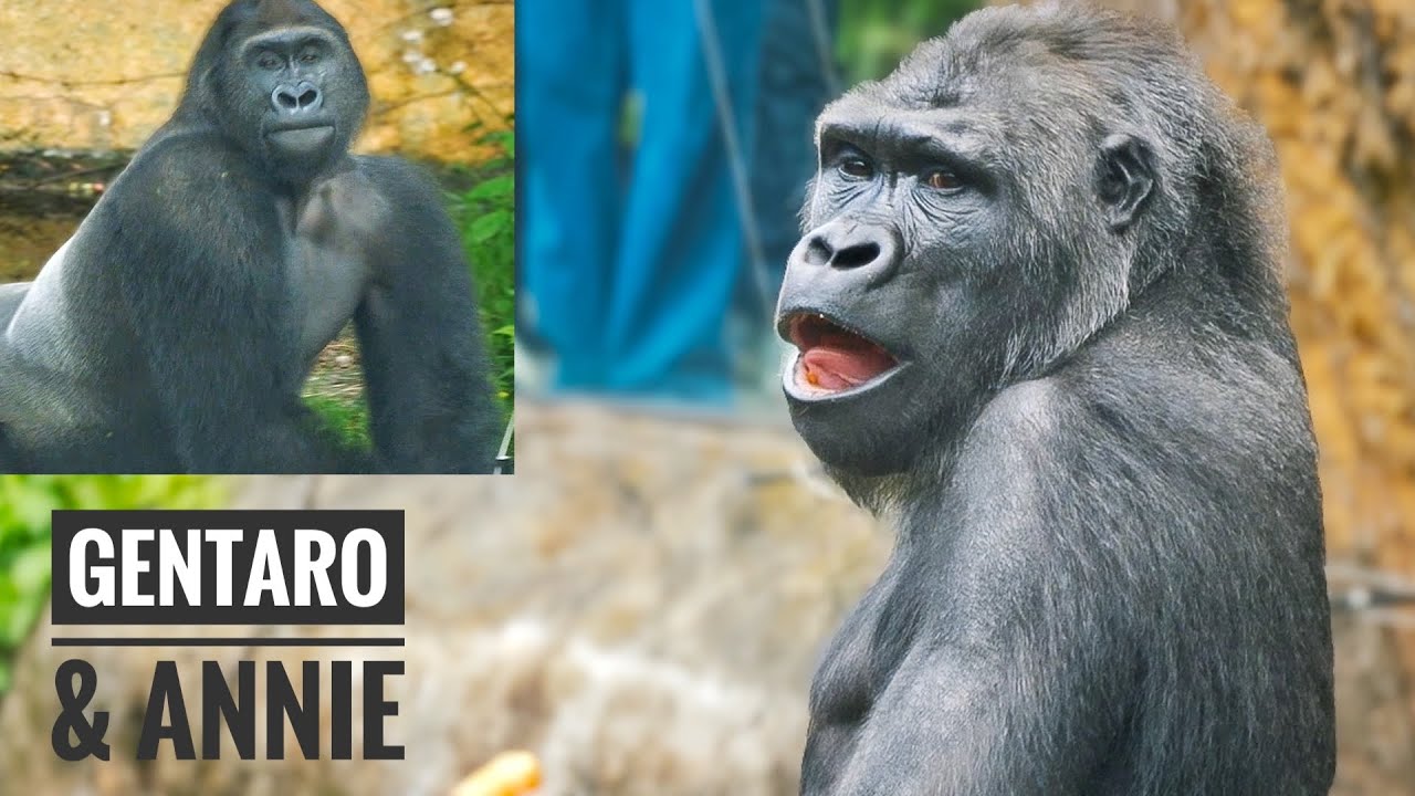 Gorilla ANNIE interacting with keepers in a Private Area | GENTARO & ANNIE