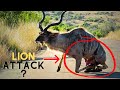 Kudu survives lion attack and gets stranded on the road