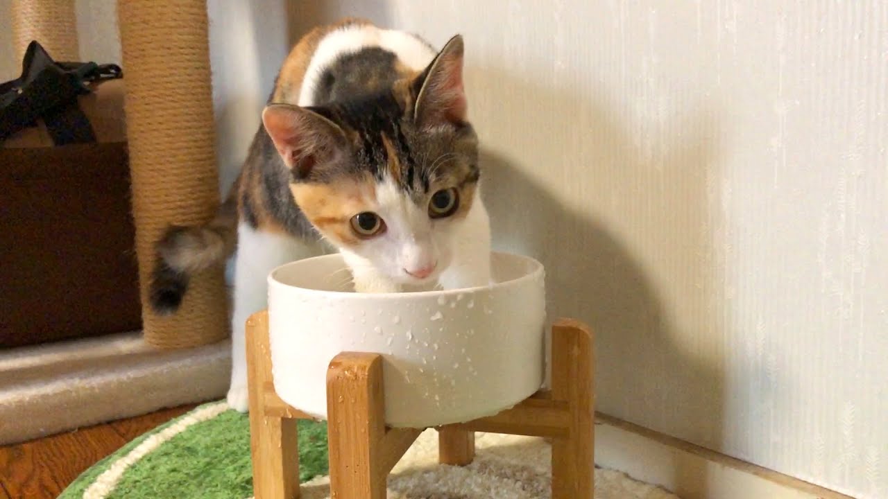水遊びにハマった子猫がアライグマのようになってしまいました