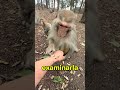 Forest Leader Saw Her Hand And Said Leave This To Me#funny #foryou #shorts
