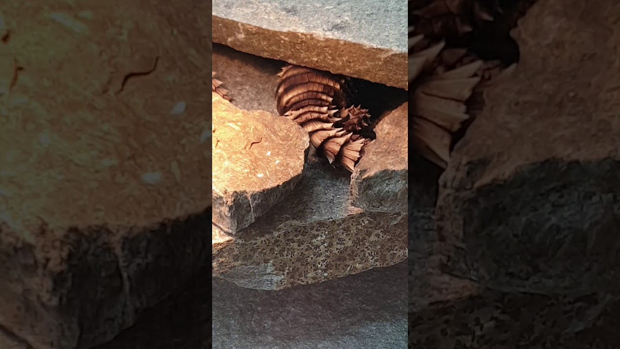 Ouroborus cataphractus giving birth