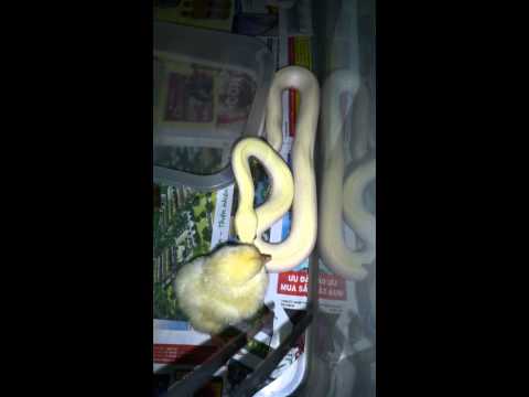 Ken nhi: Ivory Burmese python.