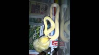 Ken nhi: Ivory Burmese python.