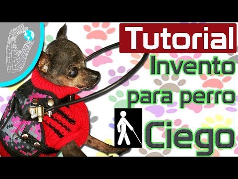 Video: ¿Cuál es la diferencia entre un Parti Yorkie y un Yorkie regular?