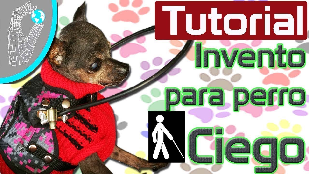 Tutorial Invento para Perro Pinsher Ciego - Parachoques Miniatura - YouTube
