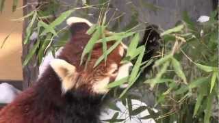 旭山動物園のレッサーパンダ~Red Panda in winter