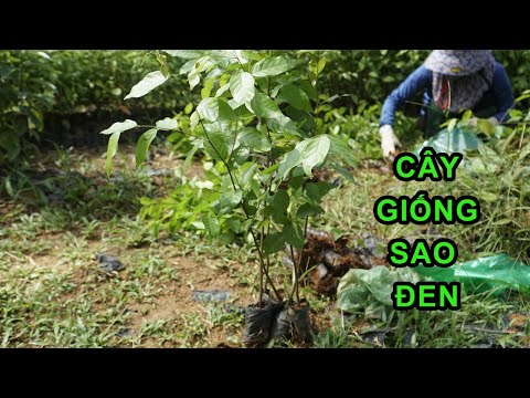 Cây Giống Sao Đen Cây Cảnh Quan, Cây Lấy Gỗ | 0764 456 123