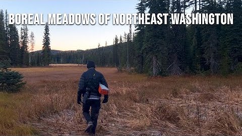 Arctic Breeding Birds in Boreal Washington // Mammal Media