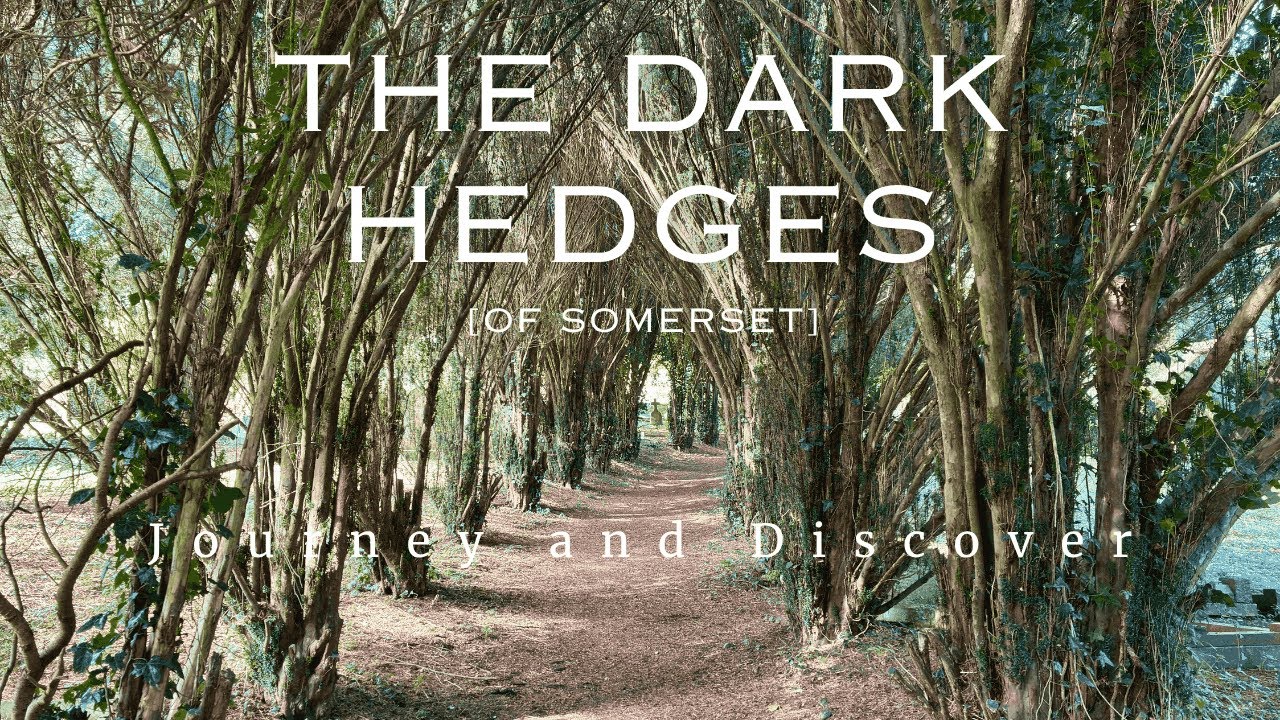 [4K] The Dark Hedges in Somerset??