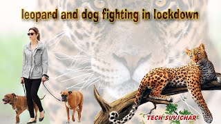 Leopard And Dog Fighting In Lockdown
