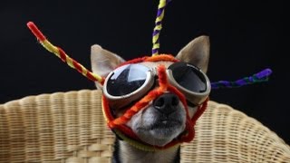 Snakes on a Dog