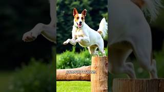 Facts about Smooth Fox Terrier dog