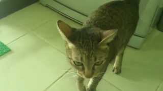 Cat handshake n hi5