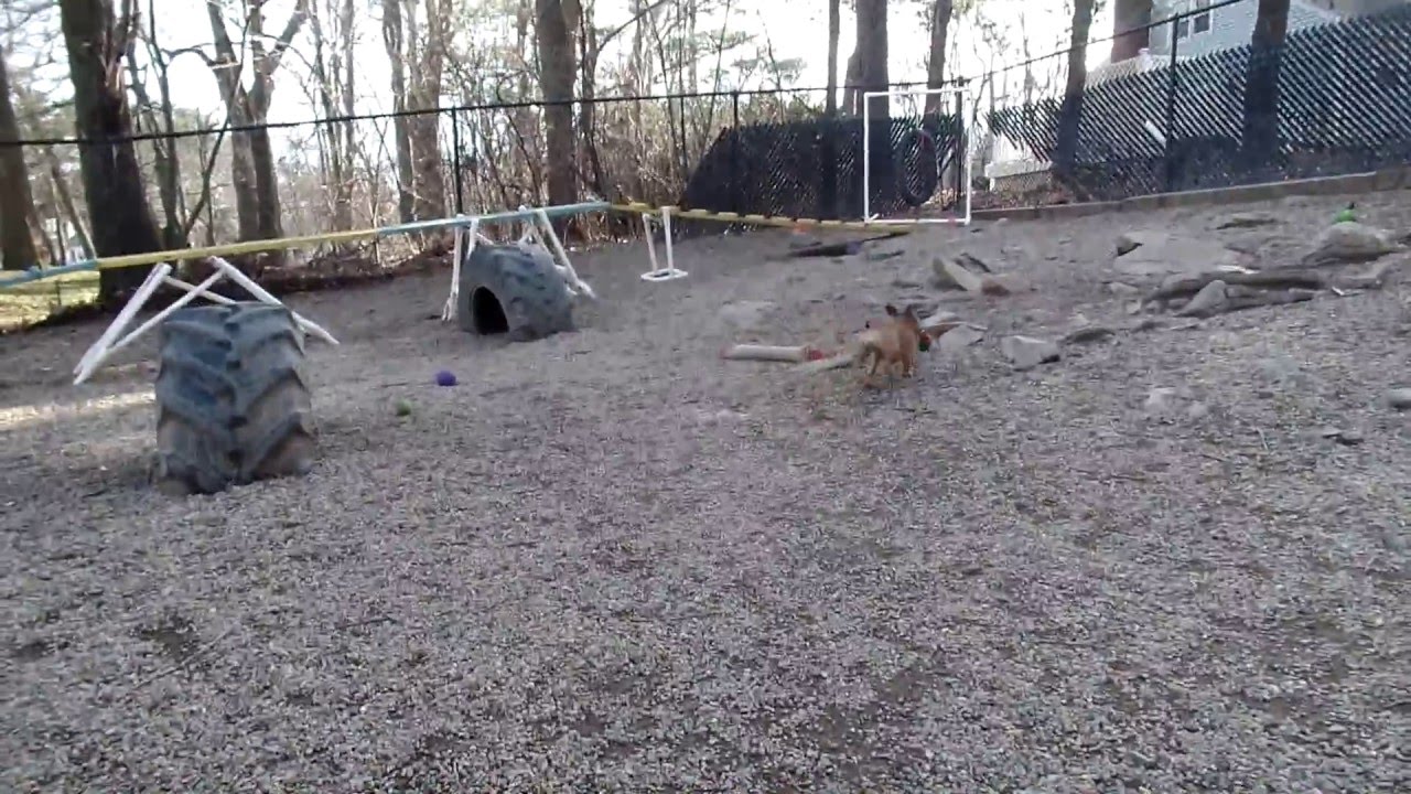 Duncan & Tootsie Ledgebrook Kennel & Woburn Animal Hospital YouTube