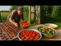 How Grandma Dries Tomatoes Under the Sun? Way to Preserve Tomatoes for Year-Round Flavor!