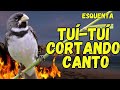 Canto do coleiro Tui Tui cortando canto com fêmea de coleiro chamando
