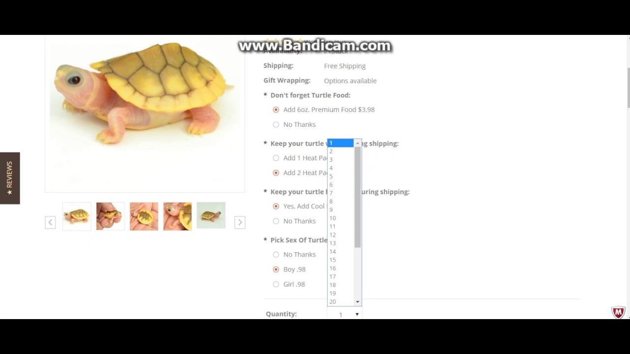 THE MOST EXPENSIVE TURTLE ORDER YouTube