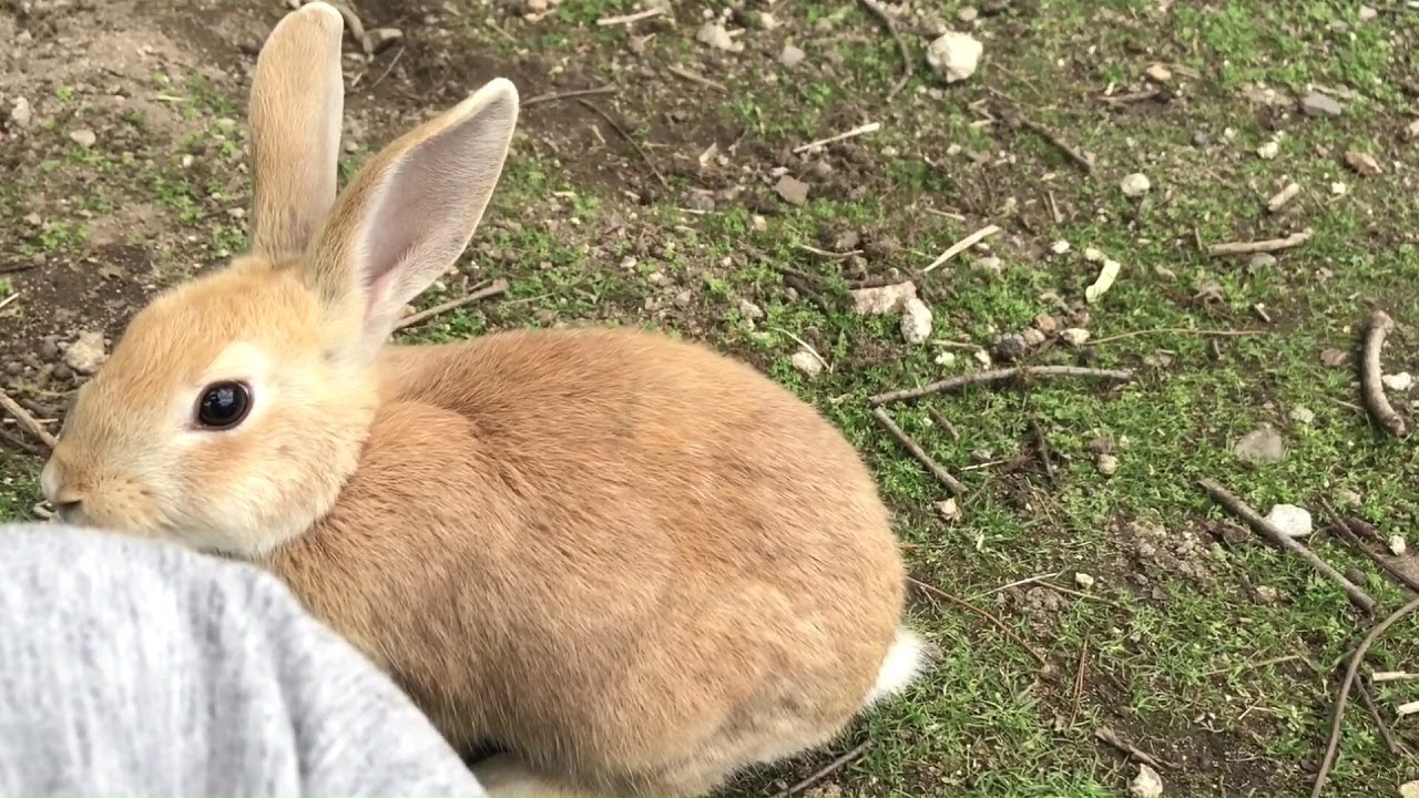 Rabbit Fight /The baby rabbit was bullied - YouTube