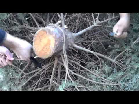 Comment Replanter votre arbre de Noël