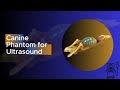 Canine Phantom for Ultrasound Training – Veterinary Simulation Model | True Phantom Solutions